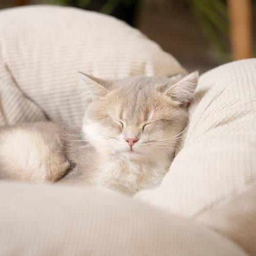 Elevated Cat Bed for Indoor Cats Couch Sofa Flower (White)