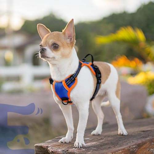 Dog Harness for Small Dogs (X-Small / Blue & Orange)