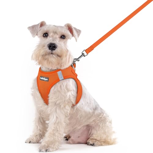 Dog Harness Medium Sized and Leash Set (Orange / Xxl (chest: 21.6 - 23.7"))