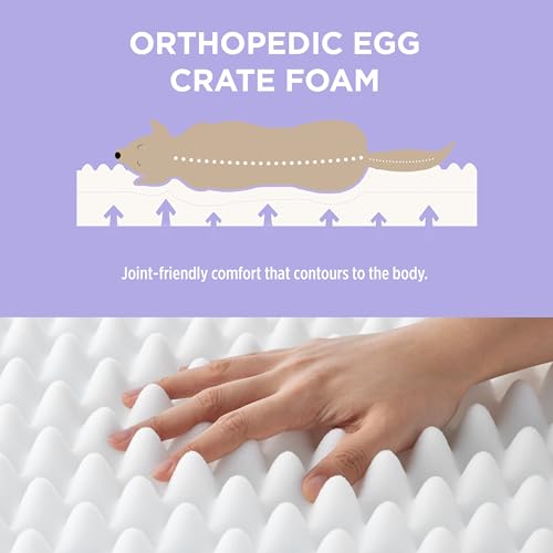 Cute Orthopedic Dog Bed for Extra Large Dogs (44"L x 32"W x 4"Th / Cream)