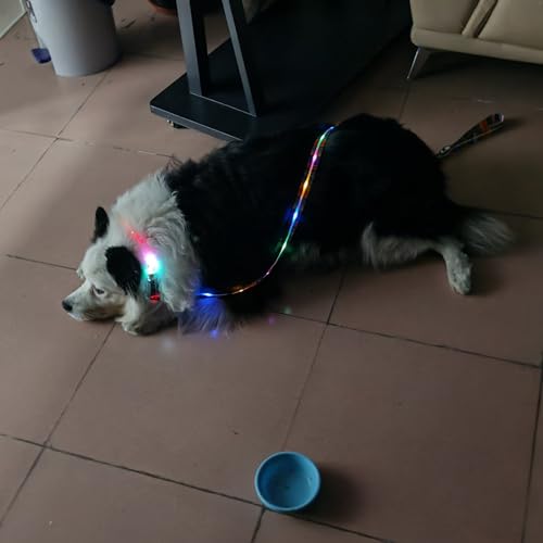 Light Up LED Dog Leash and LED Dog Collar Set USB Rechargeable Waterproof (Bohemian purple / 1.5m Leash+10-25in Collar Can be Crop)