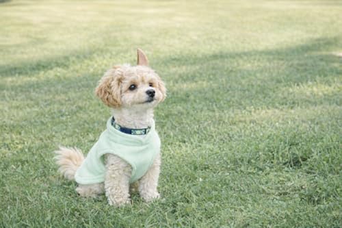 Dog Fleece Sweater with Leash Ring (XS (2-4lbs) / Mint Green)