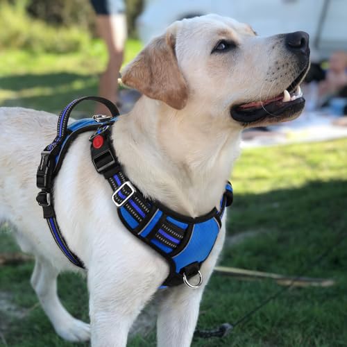 Dog Harness for Large (Royal Blue / Large)