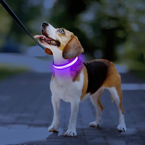Light up Dog Collar (Purple / S(11 inch-15.7 inch))