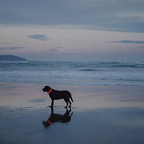 2 Pack LED Dog Collar (Red&Pink)