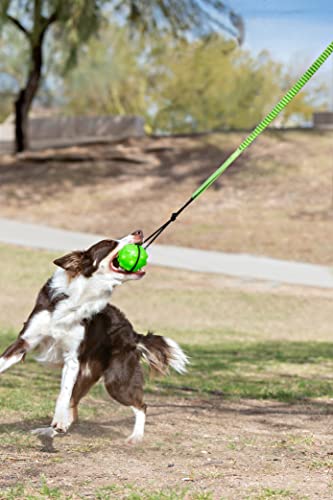 Tree Tugger Interactive Bungee Dog Toy (One Size)