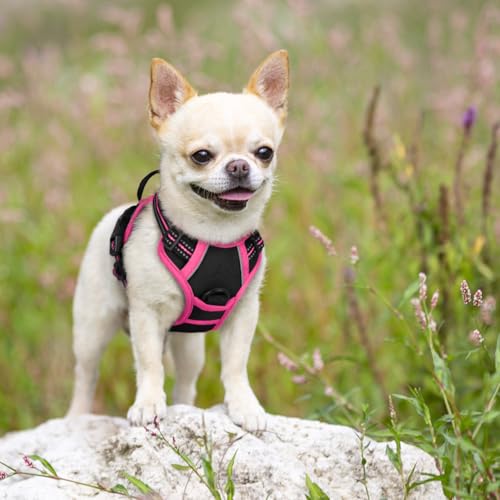 Dog Harness No Pull for Small Dogs with 2 Leash Clips (X-Small / Black & Hot Pink)