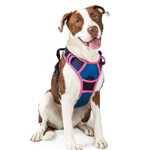 Dog Harness No Pull for Large Dogs with 2 Leash Clips (Large / Blue & Hot Pink)