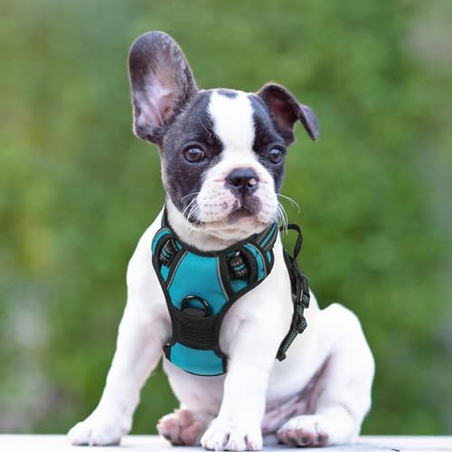 Dog Harness No Pull for Small Dogs with 2 Leash Clips (Small / Teal)