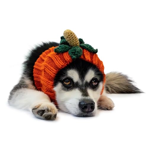 Pumpkin Dog Costume (Pumpkin / Medium)