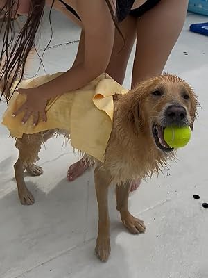 HydroSwipe for Dogs