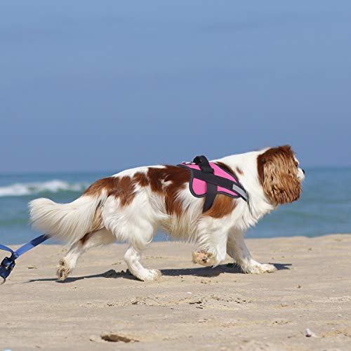 Dog Harness No (Large (Pack of 1) / Rose red)
