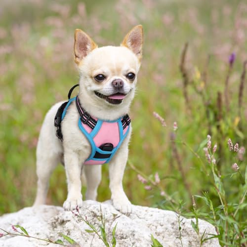 Dog Harness No Pull for Small Dogs with 2 Leash Clips (X-Small / Pink & Blue)