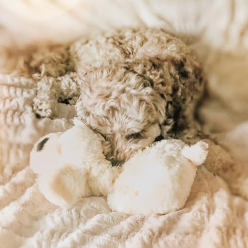 Snuggle Puppy Heartbeat Toy (Golden / 1 Count (Pack of 1))