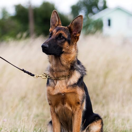 Leather Dog Leash 8ftx1 (8ft x 1/2'' / Brown)