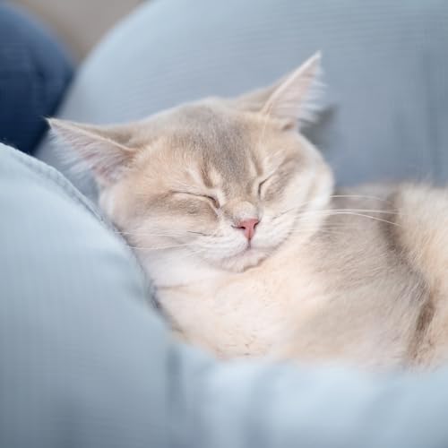 Elevated Cat Bed for Indoor Cats Couch Sofa Flower (Light Blue)