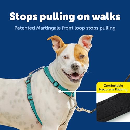 3 in 1 No Pull Dog Harness (Teal / Medium (Pack of 1))