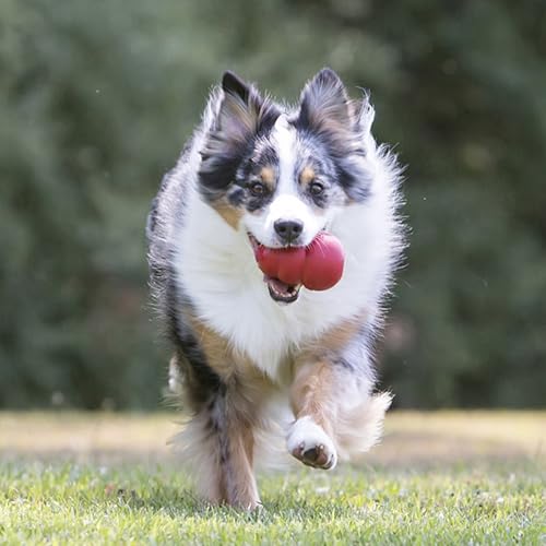 Classic Stuffable Dog Toy (Large (Pack of 1))