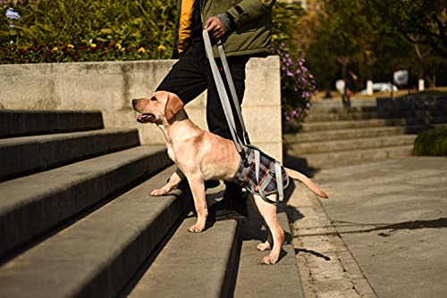 Dog Lift Harness (Small / Hind Legs-Blue)