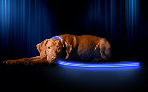 LED Light Up Dog Leash (4 Feet / Royal Blue)