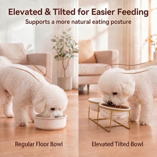 Large Small Double Elevated Dog Bowls (Large / White×2)