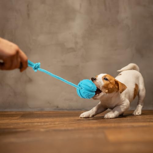 Dog Training Ball on Rope (2pcs blue)