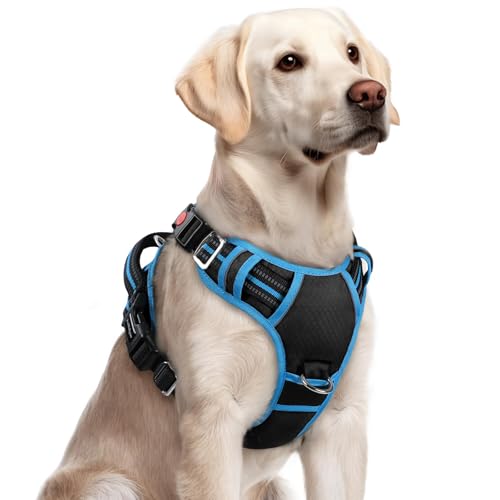 Dog Harness for Large (Black & Blue / Large)