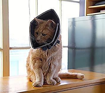 Comfy Cone Pet Cone for Dogs (Black / SL(Neck to Nose 8"))