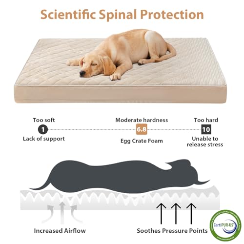 Orthopedic Waterproof Large Sized Senior Dogs Bed for Comfy Sleep (Beige / 36"L x 27"W x 3"Th)