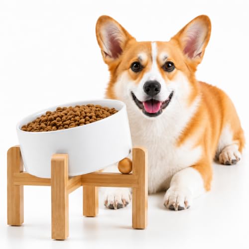 White Raised Elevated 15°Slanted Ceramic Dog Bowl for Small Breeds (White / 1.7 CUPS - Puppy/Small Dogs & Cat Bowls)