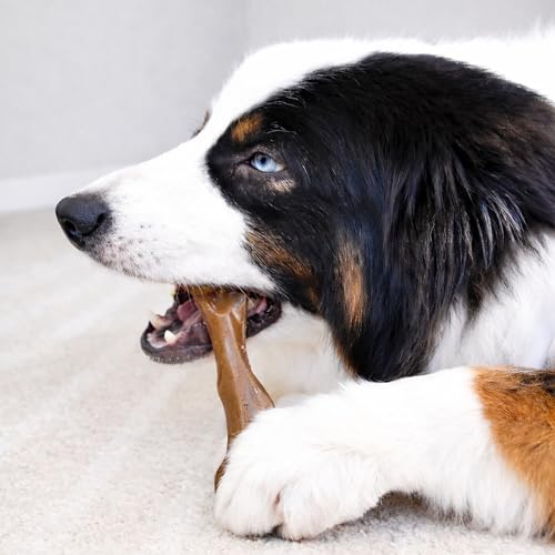 Strong Chew Femur Bone Dog Toy (Femur Bone / Large)