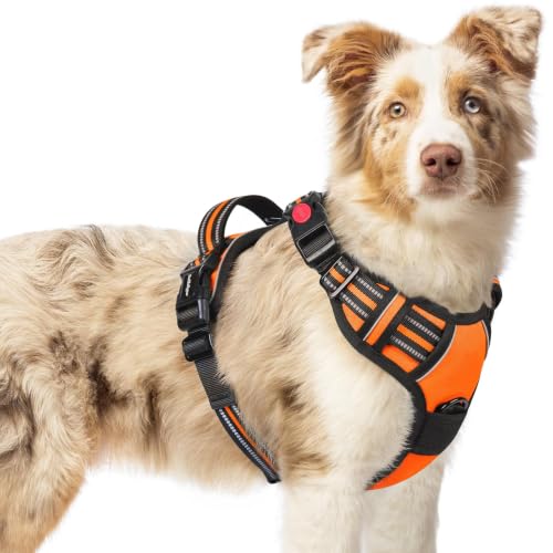 Dog Harness Medium Sized (Medium / Orange)