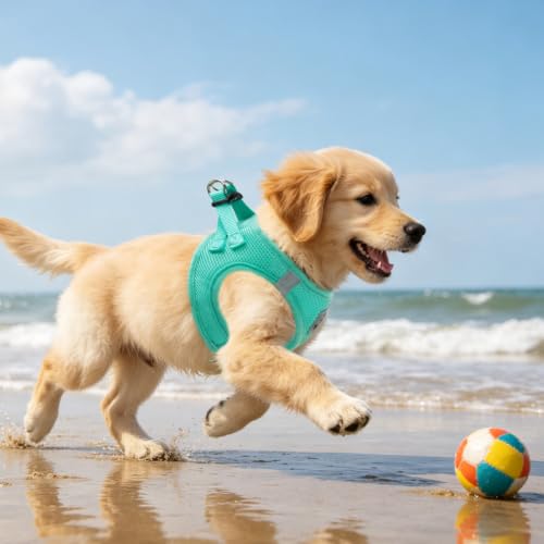 Dog Harness Collar and Leash Set No Pull for Small Medium Sized (Solid Green / L (CHEST 18"-20"))