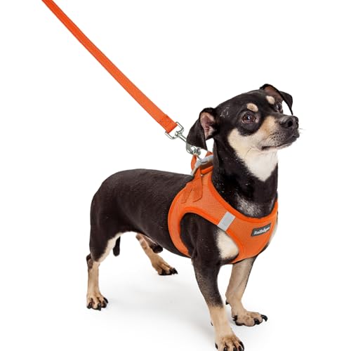 Dog Harness Small Sized and Leash Set (Orange / Xxxs (chest: 10.8 - 11.8"))