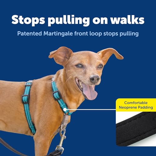 Easy Walk 3 in 1 No Pull Dog Harness (Teal / Extra Small (Pack of 1))