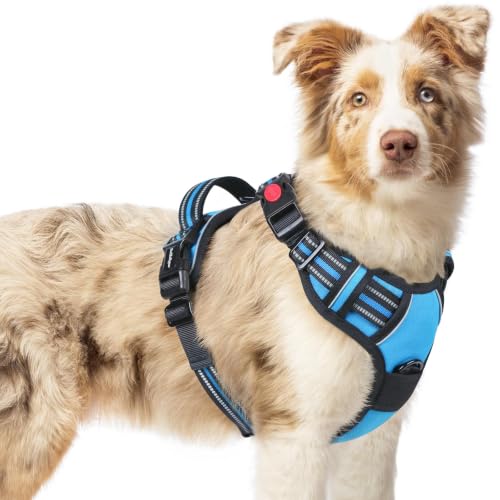 Dog Harness Medium Sized (Medium / Sky Blue)