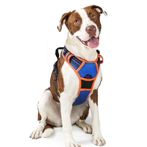 Dog Harness No Pull for Large Dogs with 2 Leash Clips (Large / Blue & Orange)