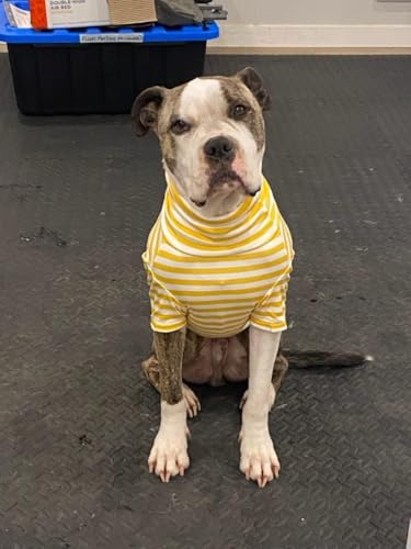 Turtleneck Dog Shirt Cute Doggie Embroidery Super Soft Dog Sweatshirt Stretchy Striped Puppy Pullover for Cats Small Medium Large Dogs (Yellow Striped / 6X-Large)