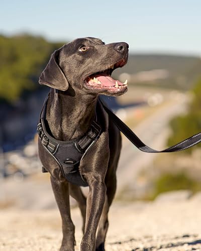 No Pull Dog Harness Medium Sized Dog (Medium / Black)