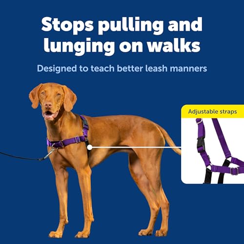 Easy Walk Harness (Medium / Deep Purple/Black)