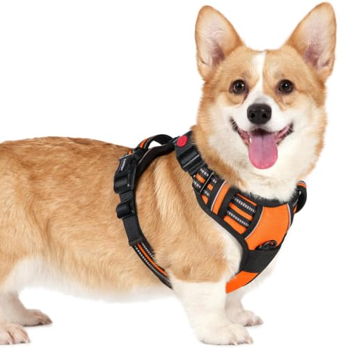 Dog Harness Small Sized (Small / Orange)