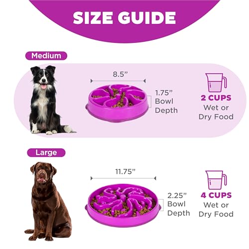 Fun Feeder Slo Bowl (Purple / Medium)