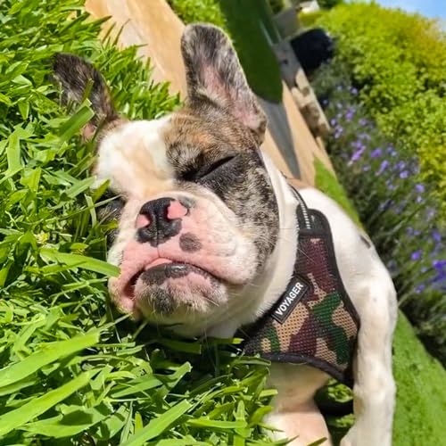 Voyager Adjustable Step (Harness Leash Set (Army Base) / XL)