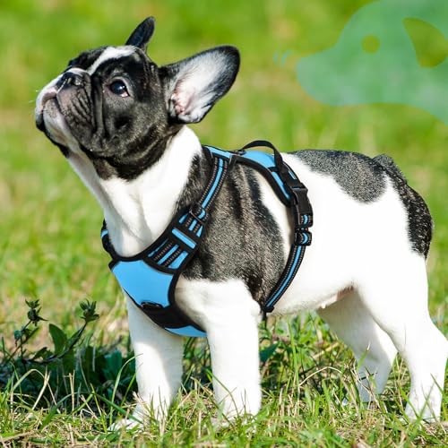 Dog Harness for Small Dogs (Small / Sky Blue)