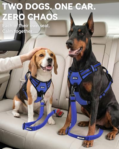 3-in-1 Bungee Dog Seat Belt for Car, Medium Large Dogs, Navy Blue (Navy Blue / (21.6-31.5) inch)