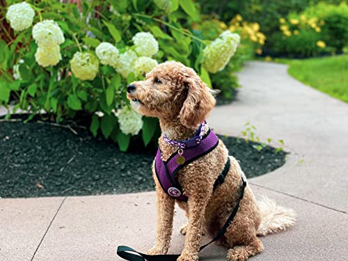 Comfort X Head (X-Large Chest (20.5-28") / Purple)