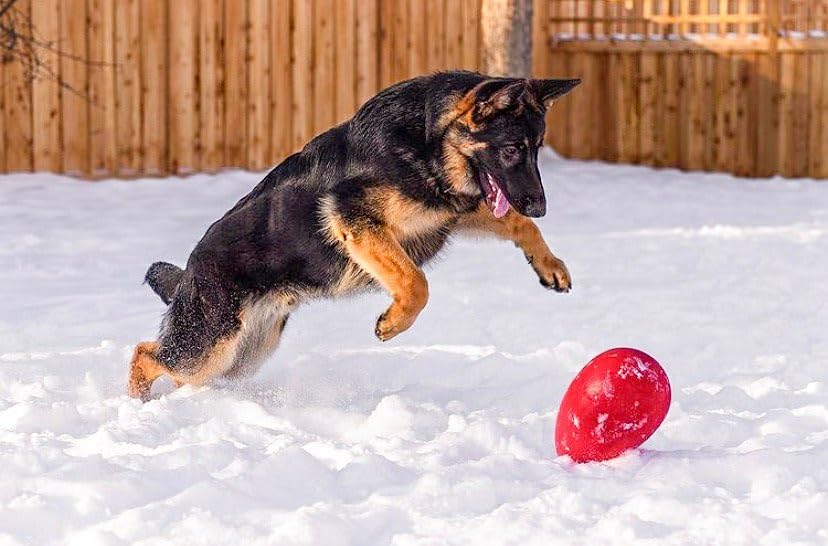 Jolly Egg Dog Toy (Medium (8 in) / Red)