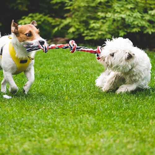 Dog Rope Toy 4 Pack (Red / Mini/Small)