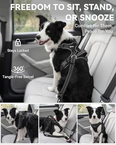3-in-1 Bungee Dog Seat Belt for Car, Medium and Large Dogs, Black (Black / (21.6-31.5) inch)
