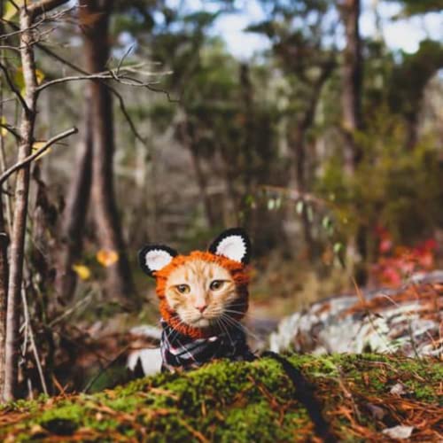 Fox Costume Knit Dog Snood Ear Wrap for Pets (Medium)
